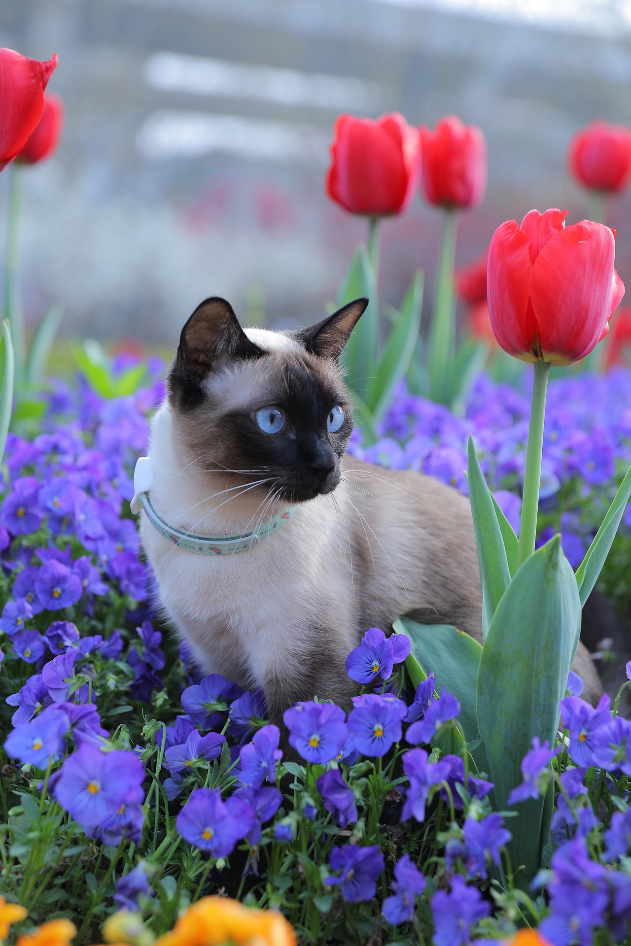 原创/摄影/宠物摄影
