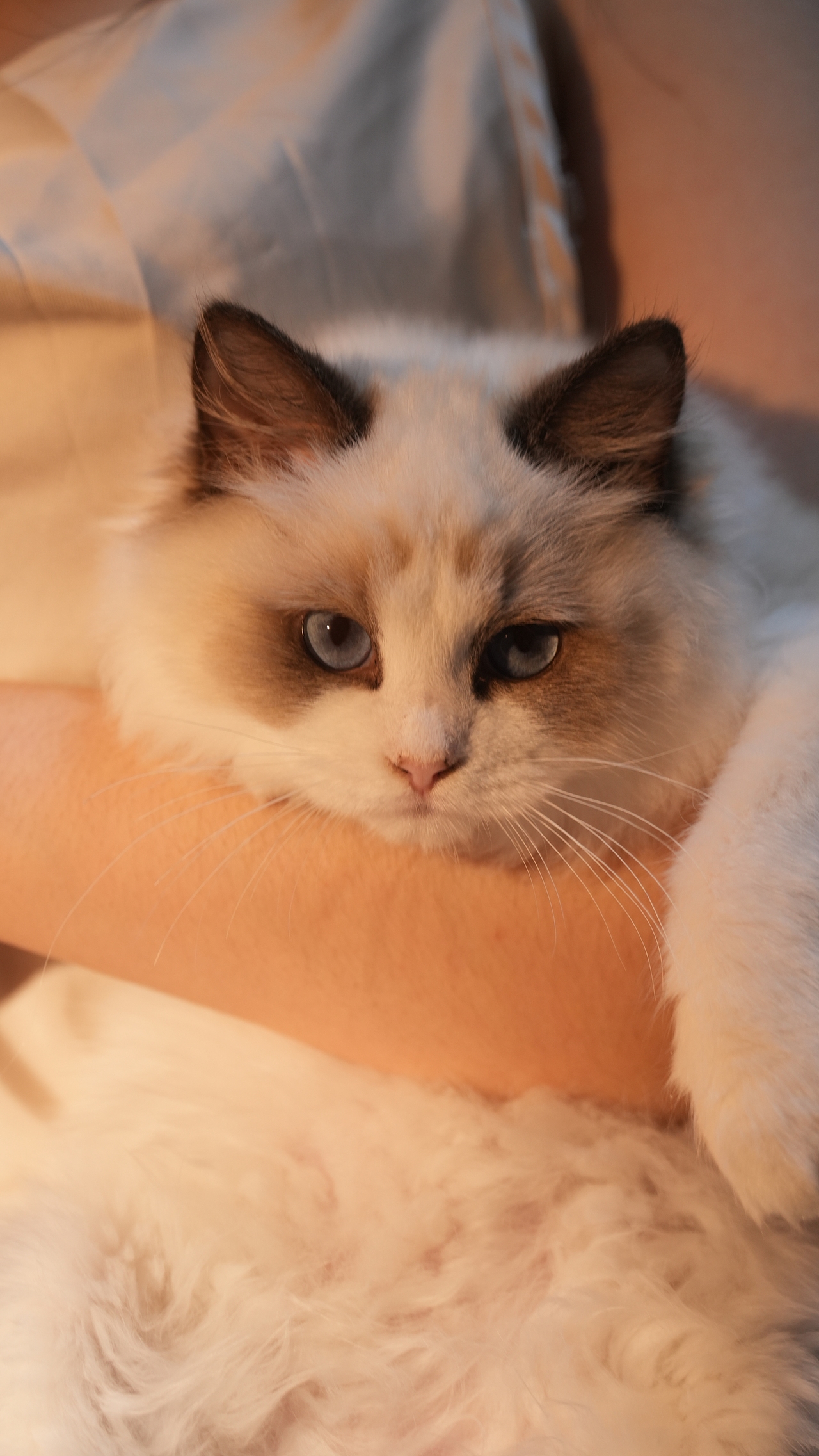 小貓萊萊（圖ZMzYwMjc3NTIw） - 寵物攝影 - 站酷設(shè)計(jì)師糊糊RpQ原創(chuàng)素材 - 站酷ZCOOL