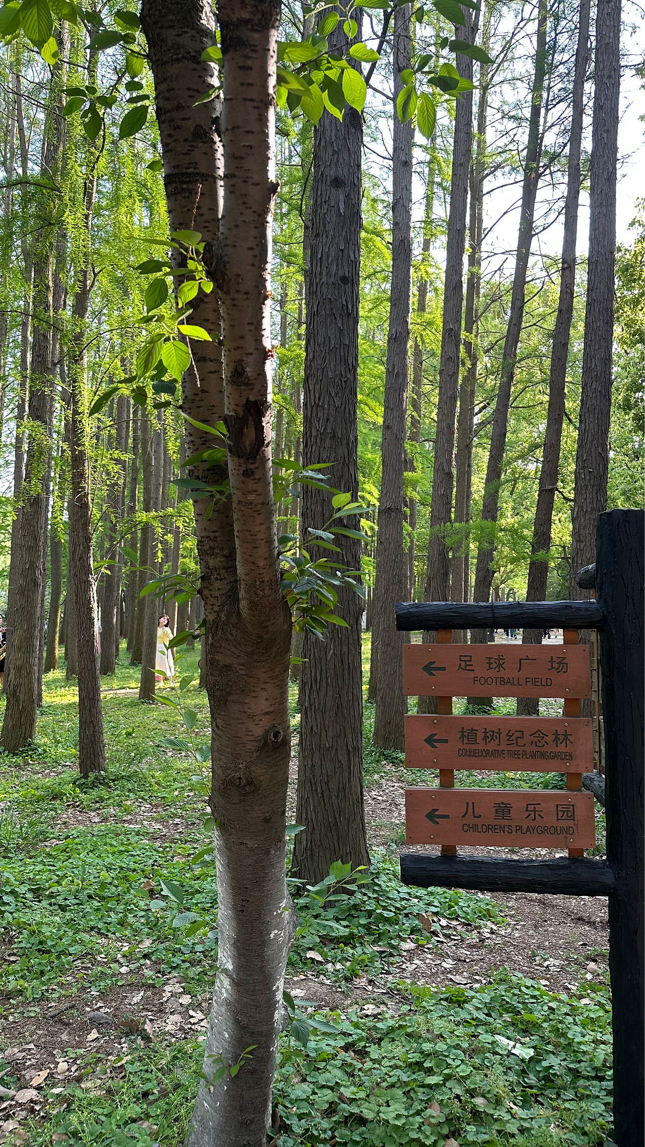 #唤醒相册 激活镜头里的多巴胺 小森林（图ZMzUyMDYyNTY4） - 风光摄影 - 站酷设计师默子MOZI原创素材 - 站酷ZCOOL