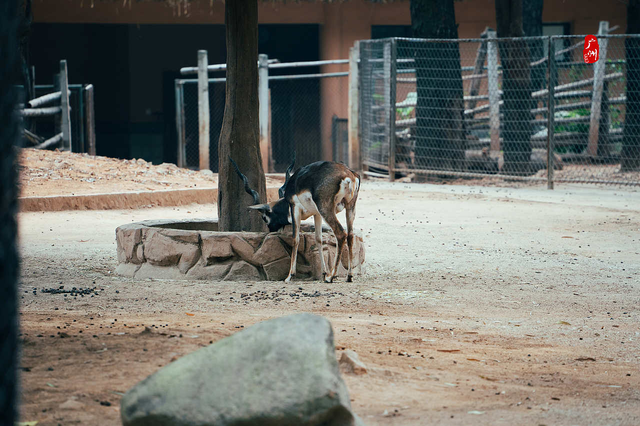随手拍·广州动物园(兽类)（图ZMzM1ODA3MTcy） - 人文/纪实摄影 - 站酷设计师一晨同学原创素材 - 站酷ZCOOL