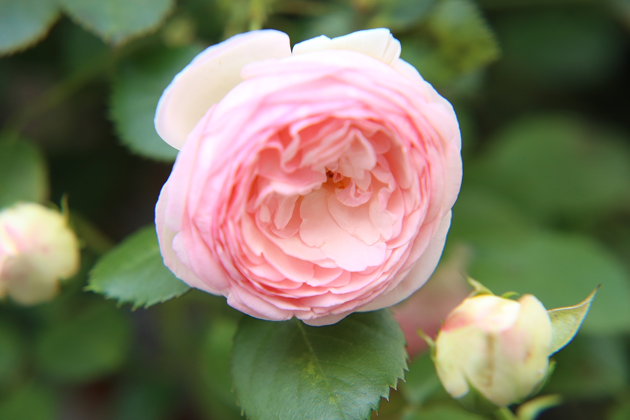 春花