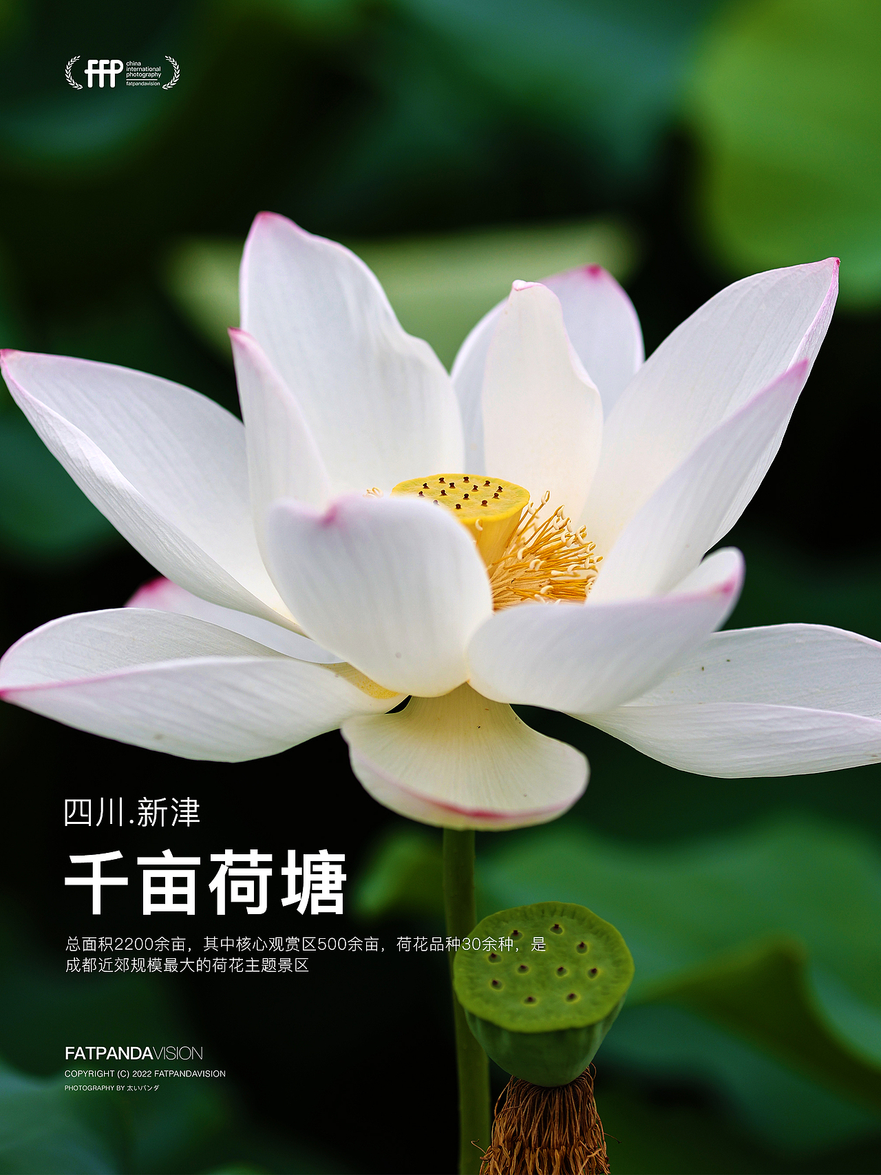 [游玩] 夏日觉醒：新津千亩荷塘