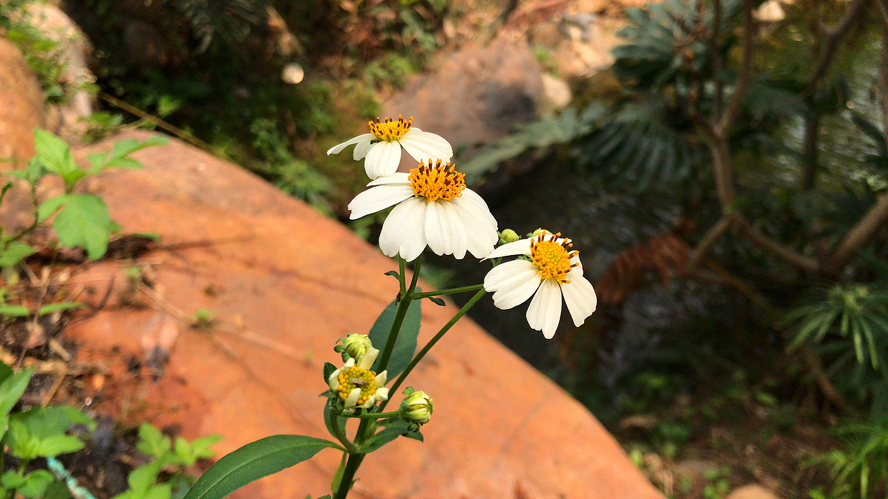 空山无人水流花开