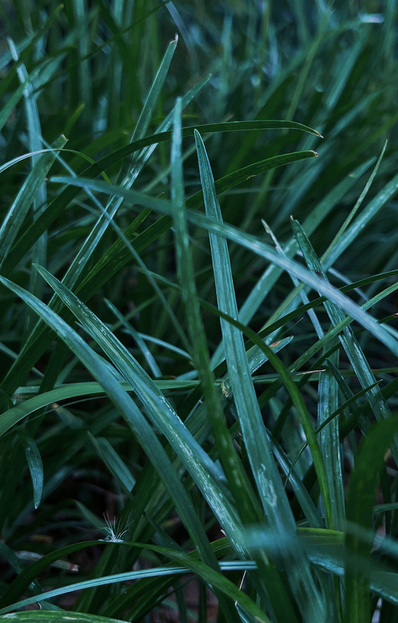 深邃的绿色（图ZMzAyMjM5MzI0） - 其他摄影 - 站酷设计师麦迈提原创素材 - 站酷ZCOOL