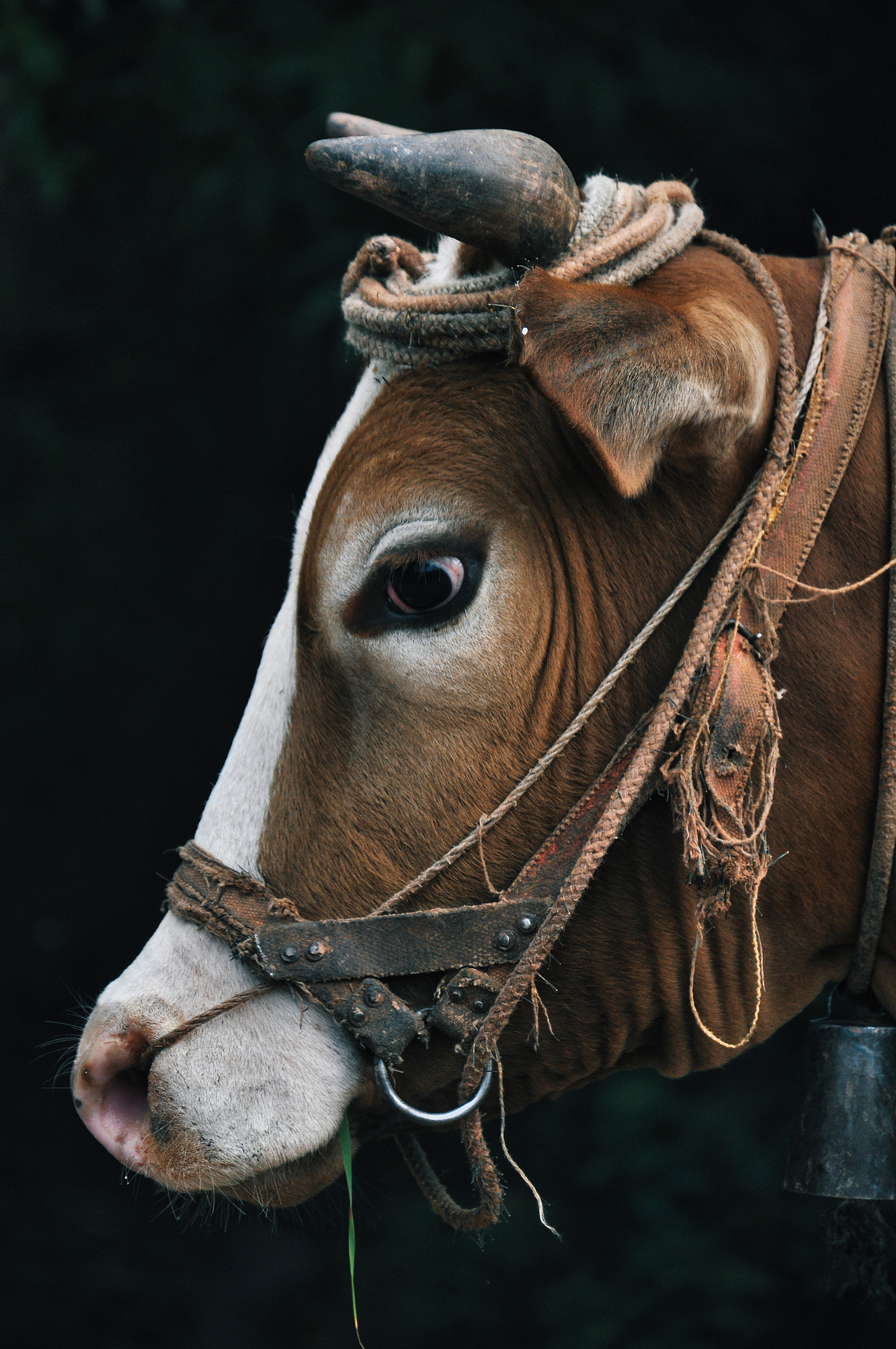 2013年国庆回家村子里（一）（图ZMzU2ODEzOTA0） - 人文/纪实摄影 - 站酷设计师焦虑到掉头发原创素材 - 站酷ZCOOL