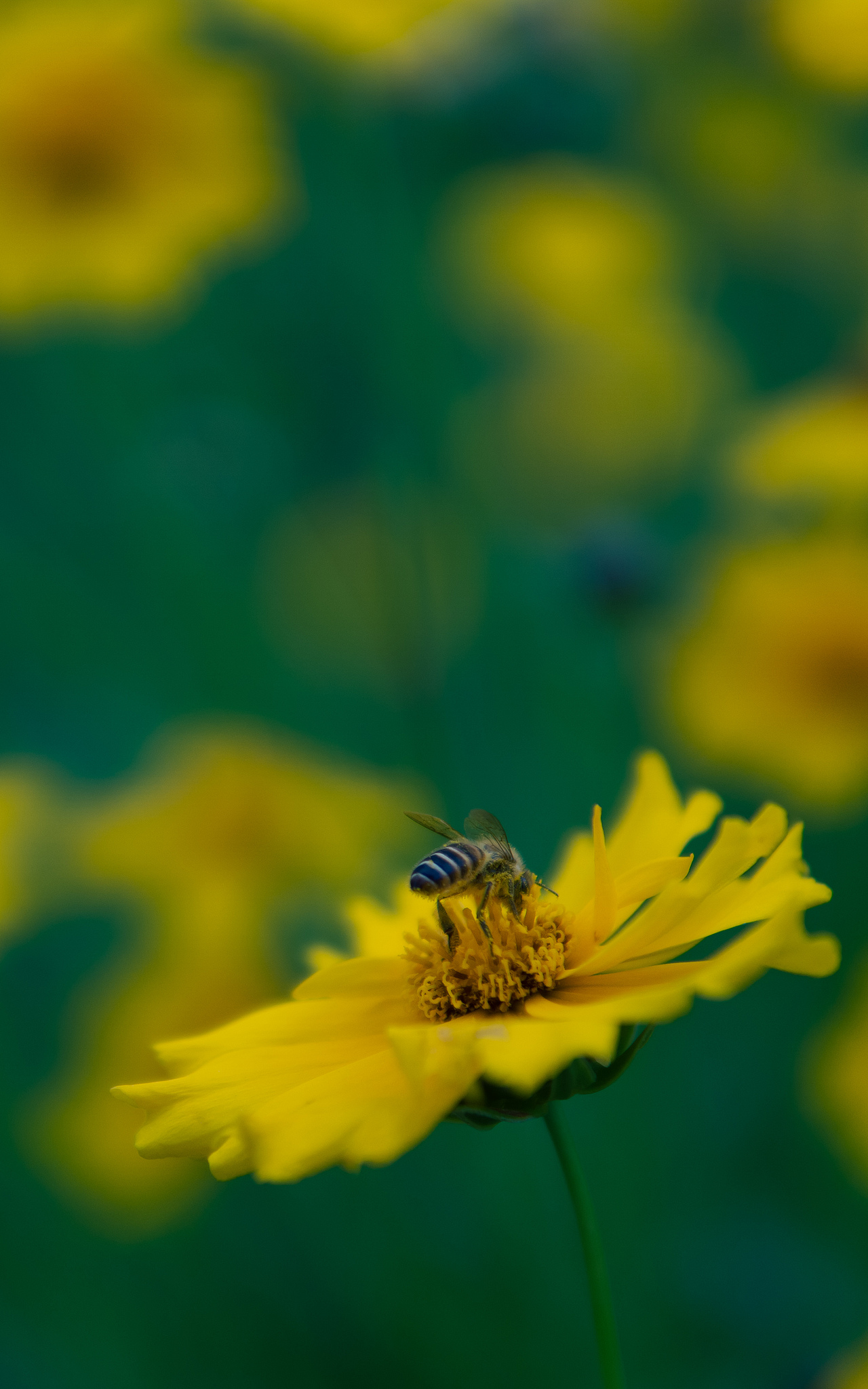 湘湖的春天-5月