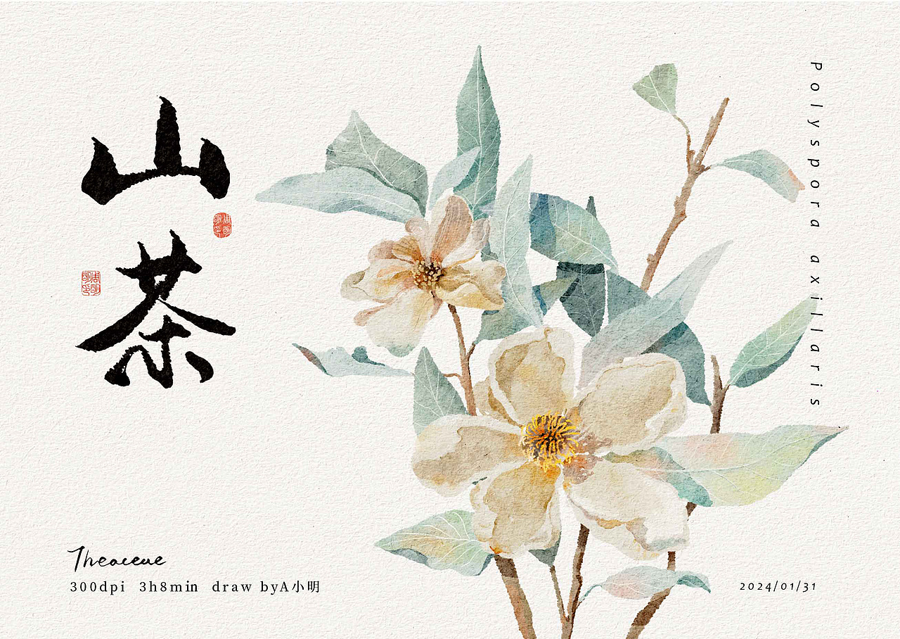山茶花/植物水彩/海报设计/字体设计（图ZMzYxMjIwNDc2） - 艺术插画 - 站酷设计师A小明原创素材 - 站酷ZCOOL