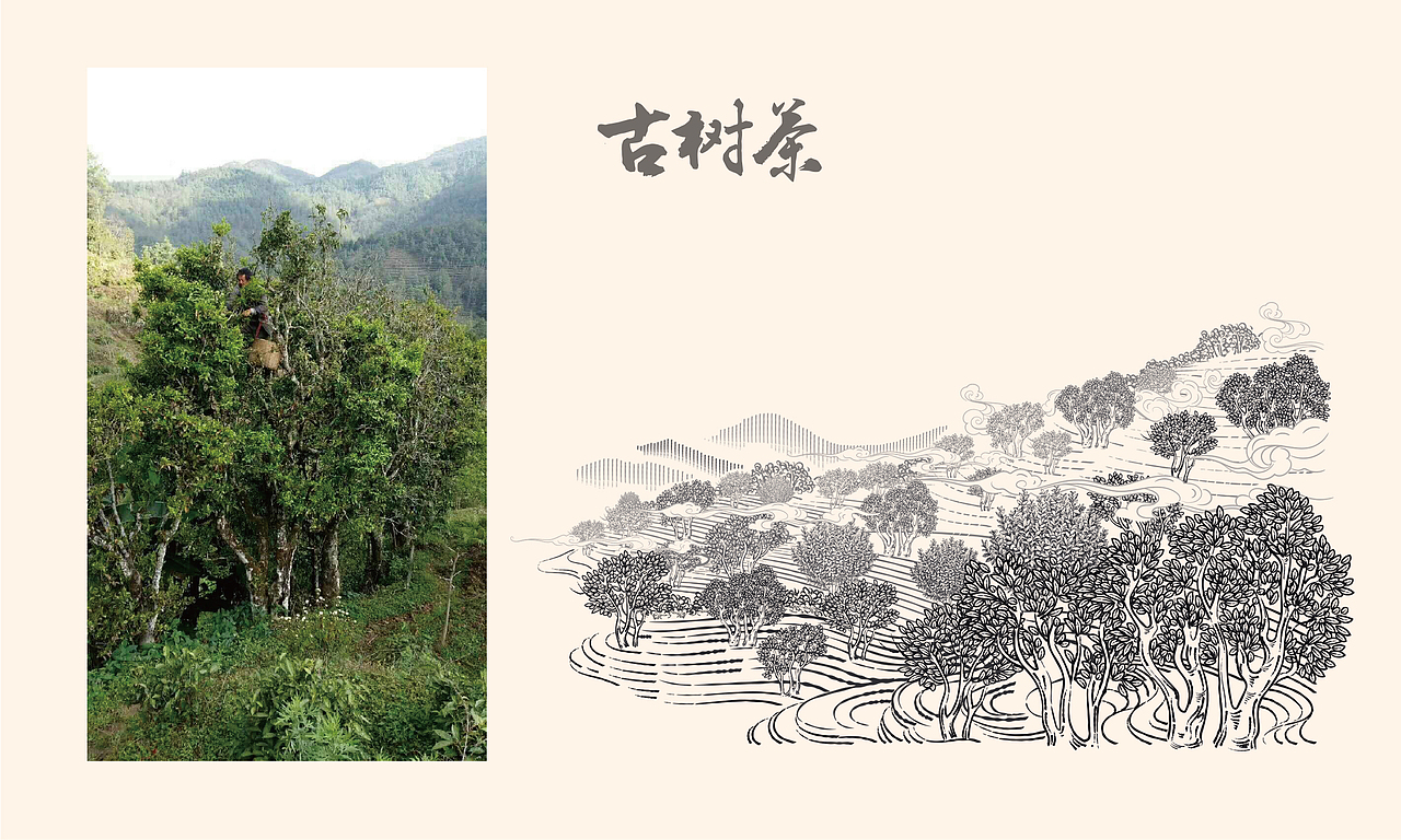 传承与创新|福缘聚香普洱茶产品包装系统（图ZMzQxNTI1OTcy） - 包装 - 站酷设计师李家生原创素材 - 站酷ZCOOL