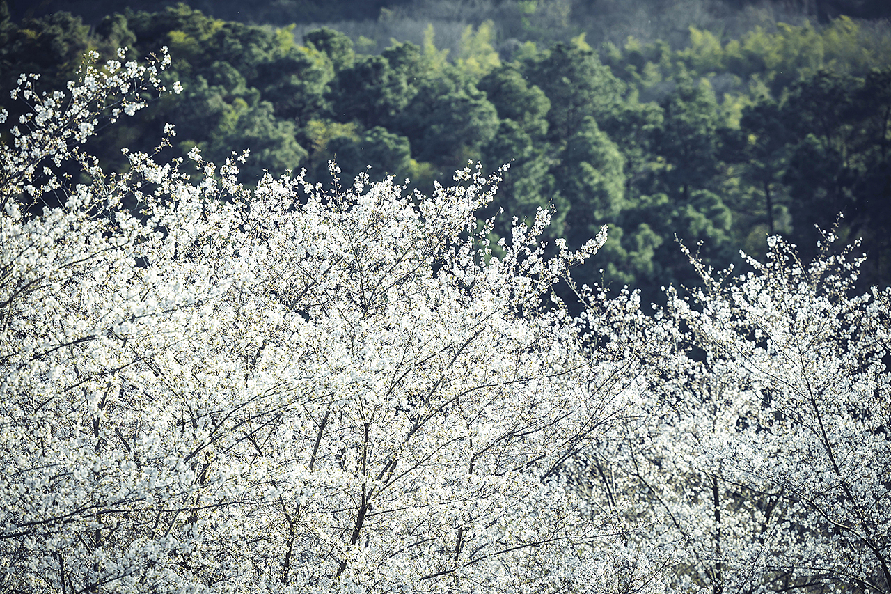 城郊樱花。其一