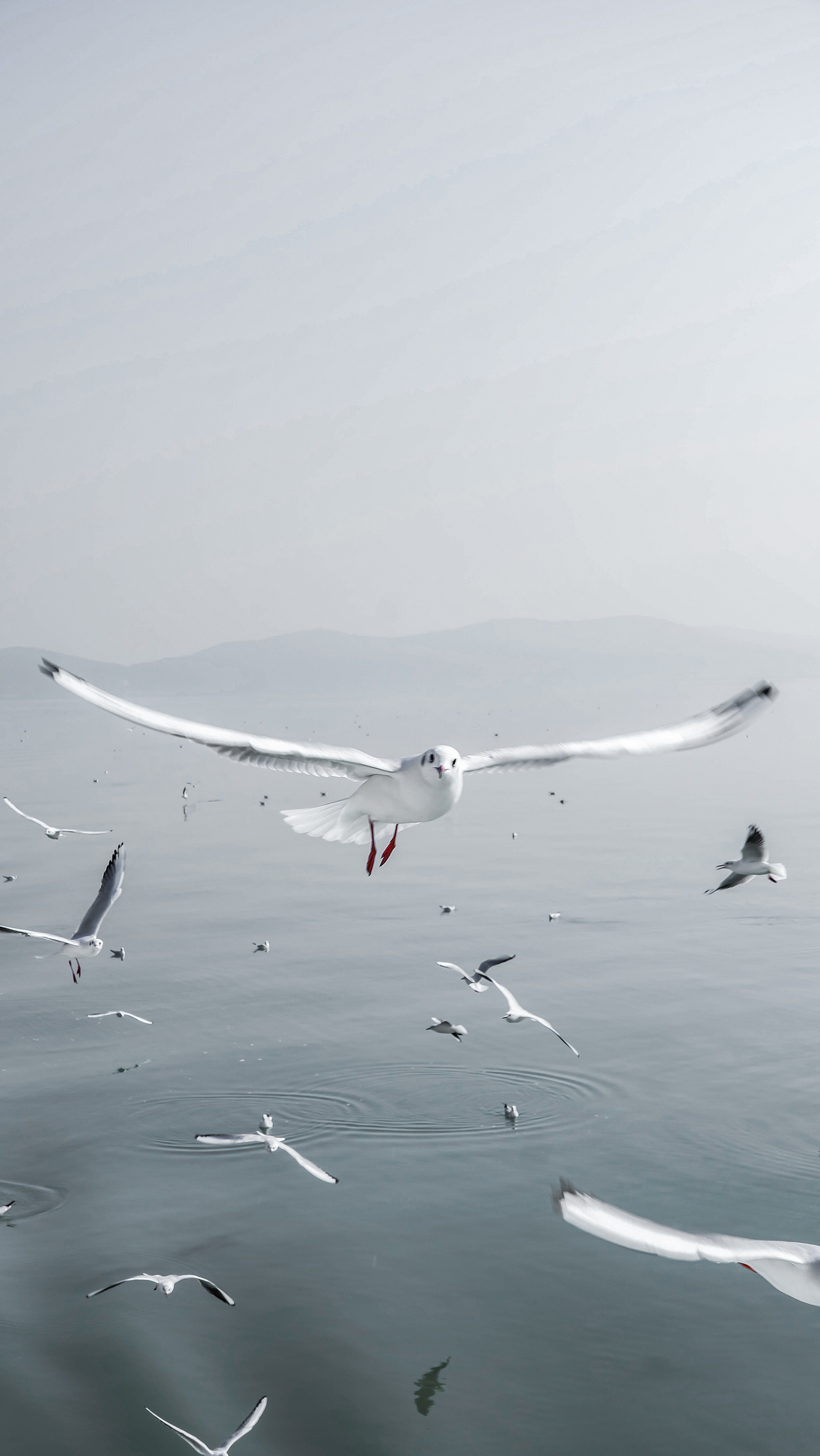 海鸥遇见落日浪漫且自由