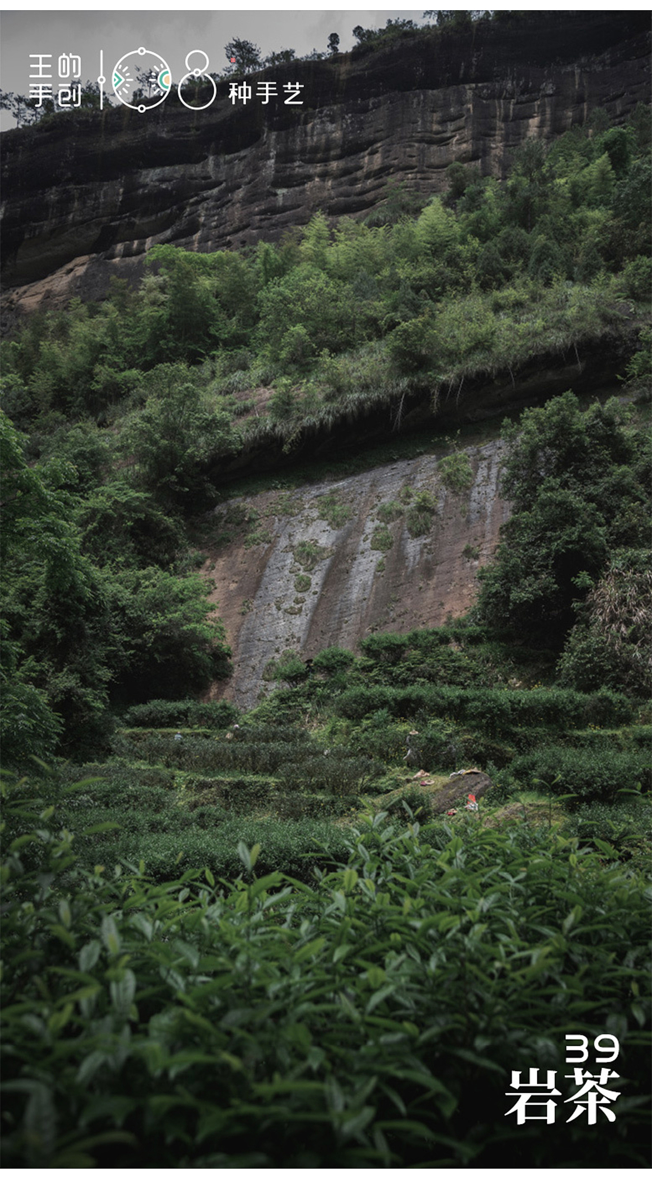 岩茶“其地,上者生烂石,中者生砾壤,下者生黄土”