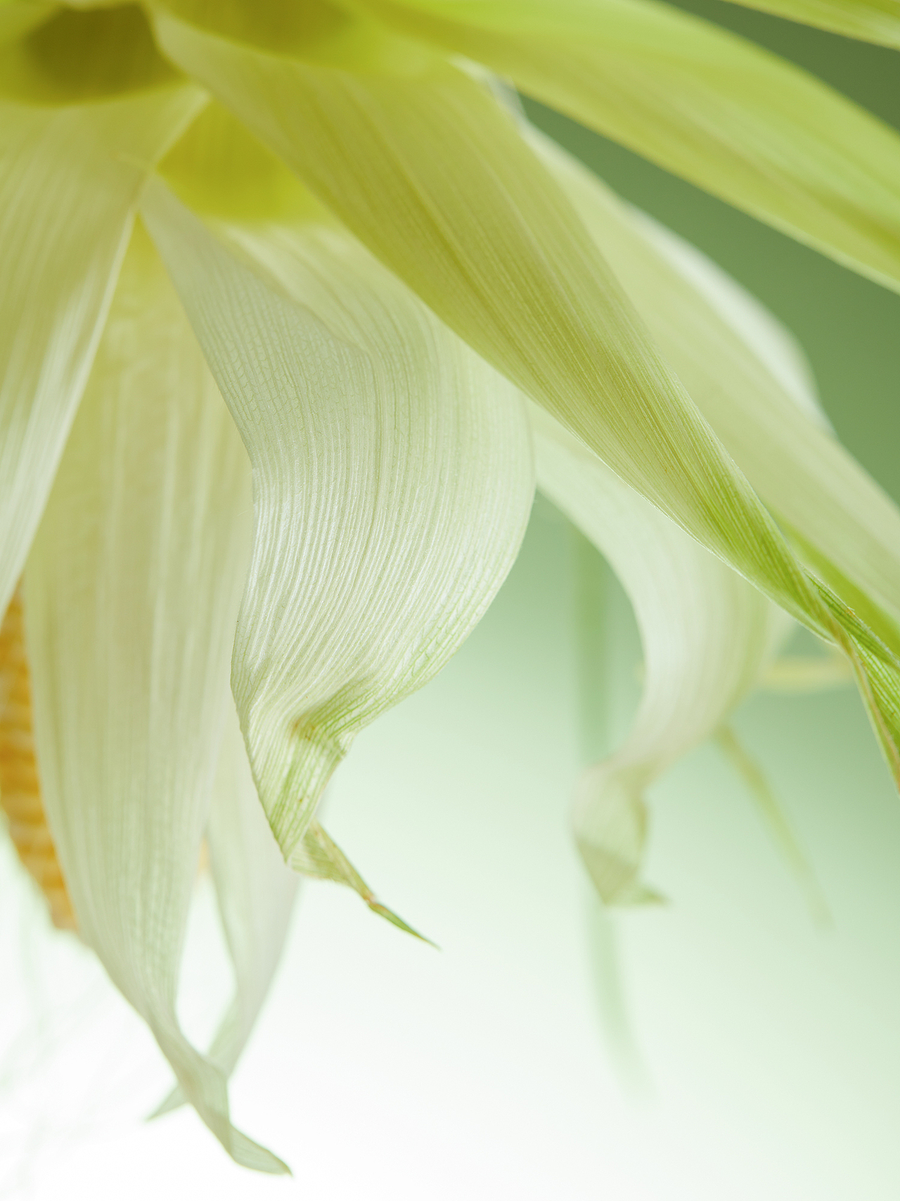 食 | 水果（图ZMzIxMzExMjc2） - 产品摄影 - 站酷设计师杭州斑马视觉原创素材 - 站酷ZCOOL