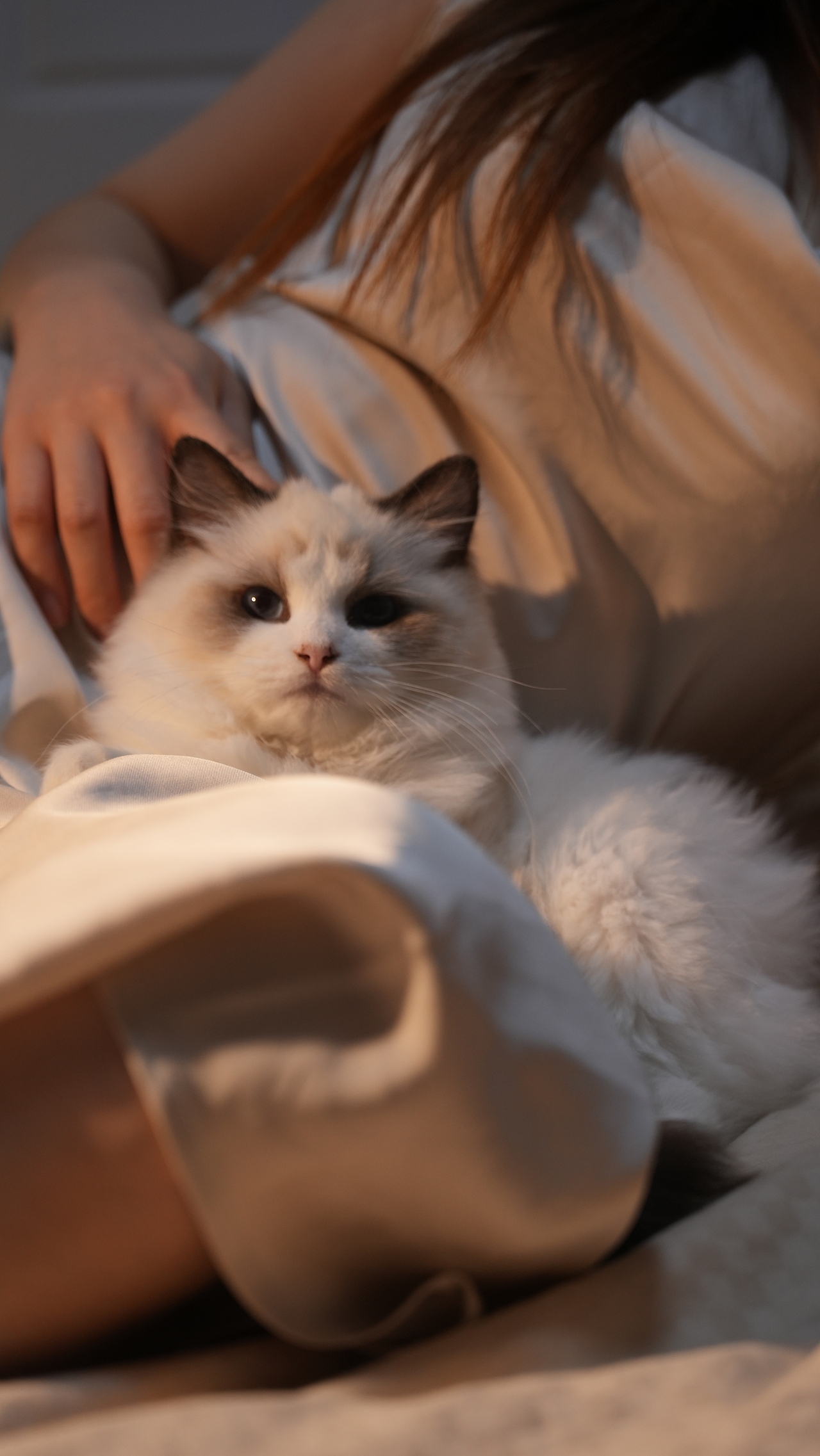 小貓萊萊（圖ZMzYwMjc3NTI4） - 寵物攝影 - 站酷設(shè)計(jì)師糊糊RpQ原創(chuàng)素材 - 站酷ZCOOL