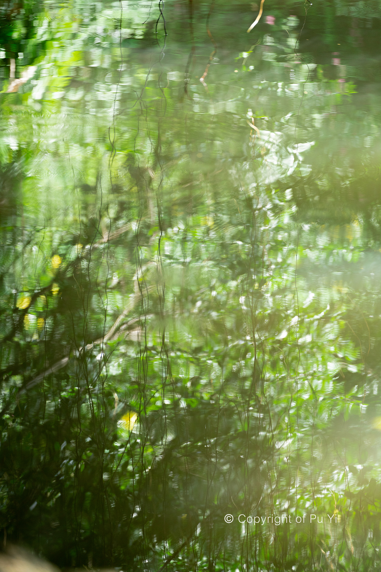 深圳美食拍摄「 野萃山 」黄皮饮品上新海报
