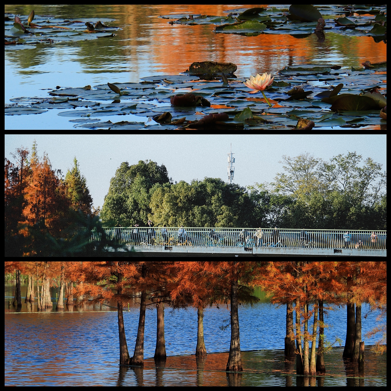 初秋·林染（圖ZMzU4NDMxODg4） - 風(fēng)光攝影 - 站酷設(shè)計(jì)師小曦晗原創(chuàng)素材 - 站酷ZCOOL