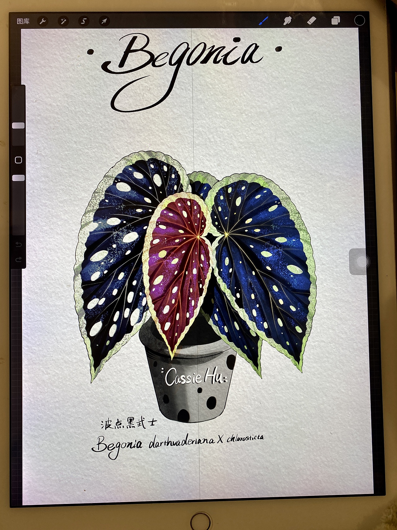秋海棠图鉴插画系列（二）（图ZMzU2MzUwOTk2） - 商业插画 - 站酷设计师胡呼呼Cassie原创素材 - 站酷ZCOOL