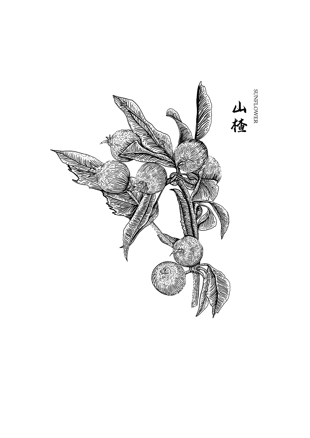 魁（图ZMzA3MDkzNDQw） - 艺术插画 - 站酷设计师阿道插画原创素材 - 站酷ZCOOL