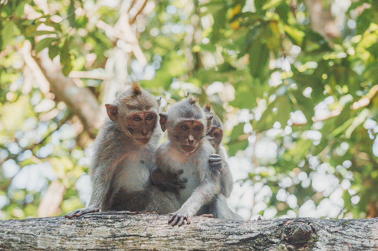 印度洋吹来的风【巴厘岛】