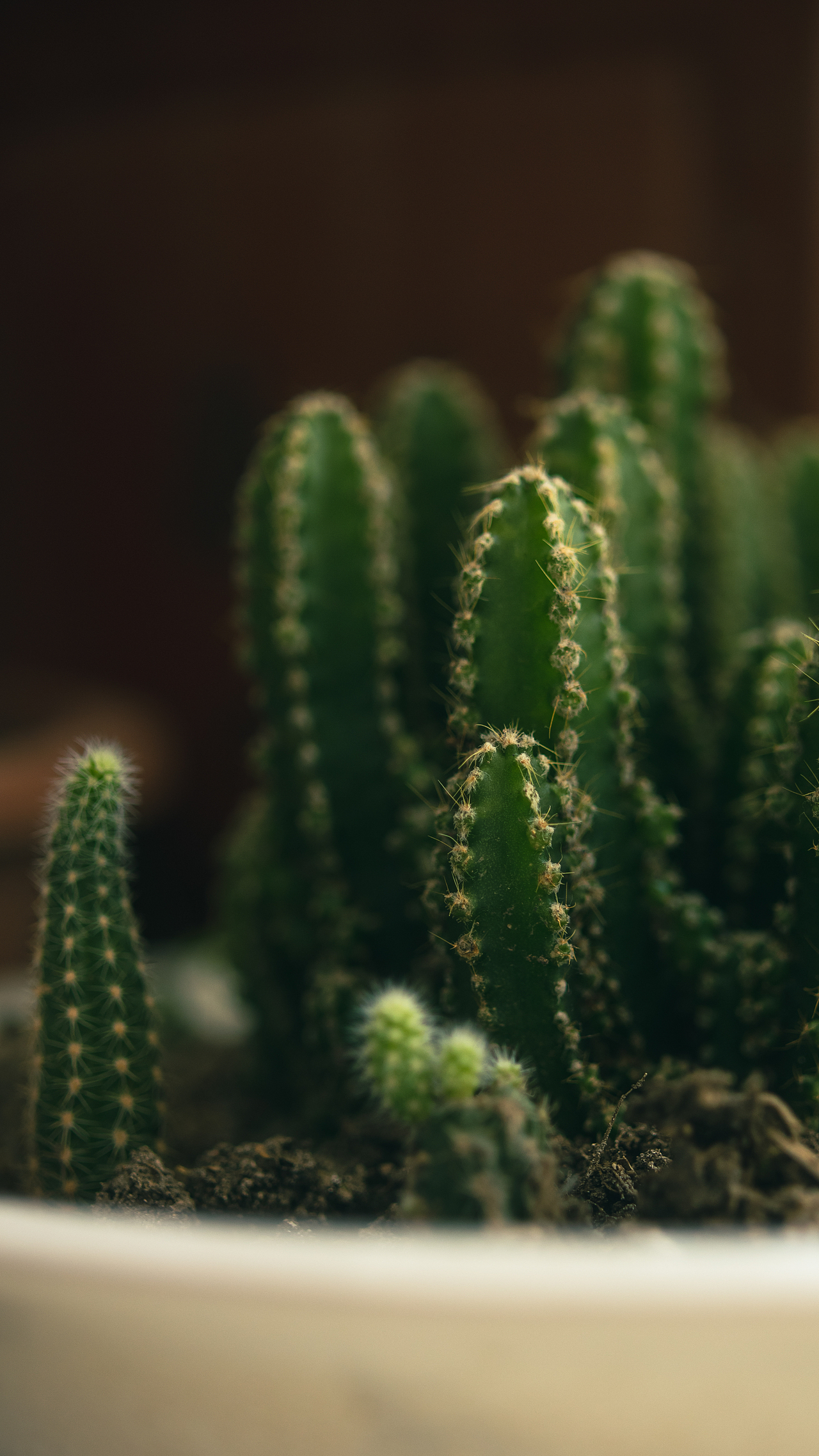 爸爸妈妈种的那些花花草草