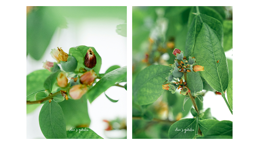 像铃兰一样可爱的蓝莓花，你见过吗（图ZMzAyNTMxNTI4） - 风光摄影 - 站酷设计师原来是惊蛰啊原创素材 - 站酷ZCOOL