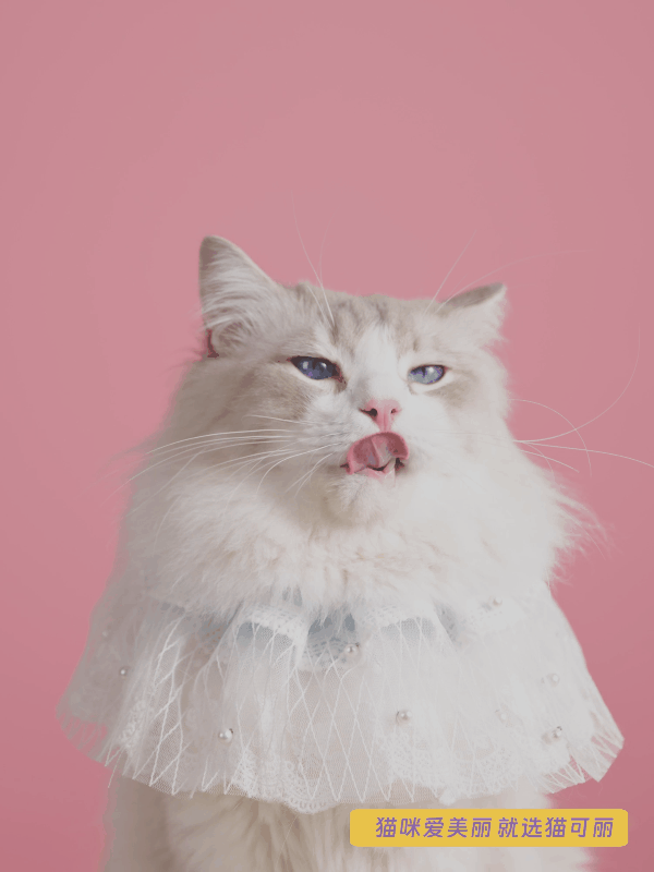 宠物猫条 | 猫可丽 | 电商图片 | 宠叔叔传媒（图ZMzQzNjgyOTky） - 产品摄影 - 站酷设计师宠叔叔传媒原创素材 - 站酷ZCOOL