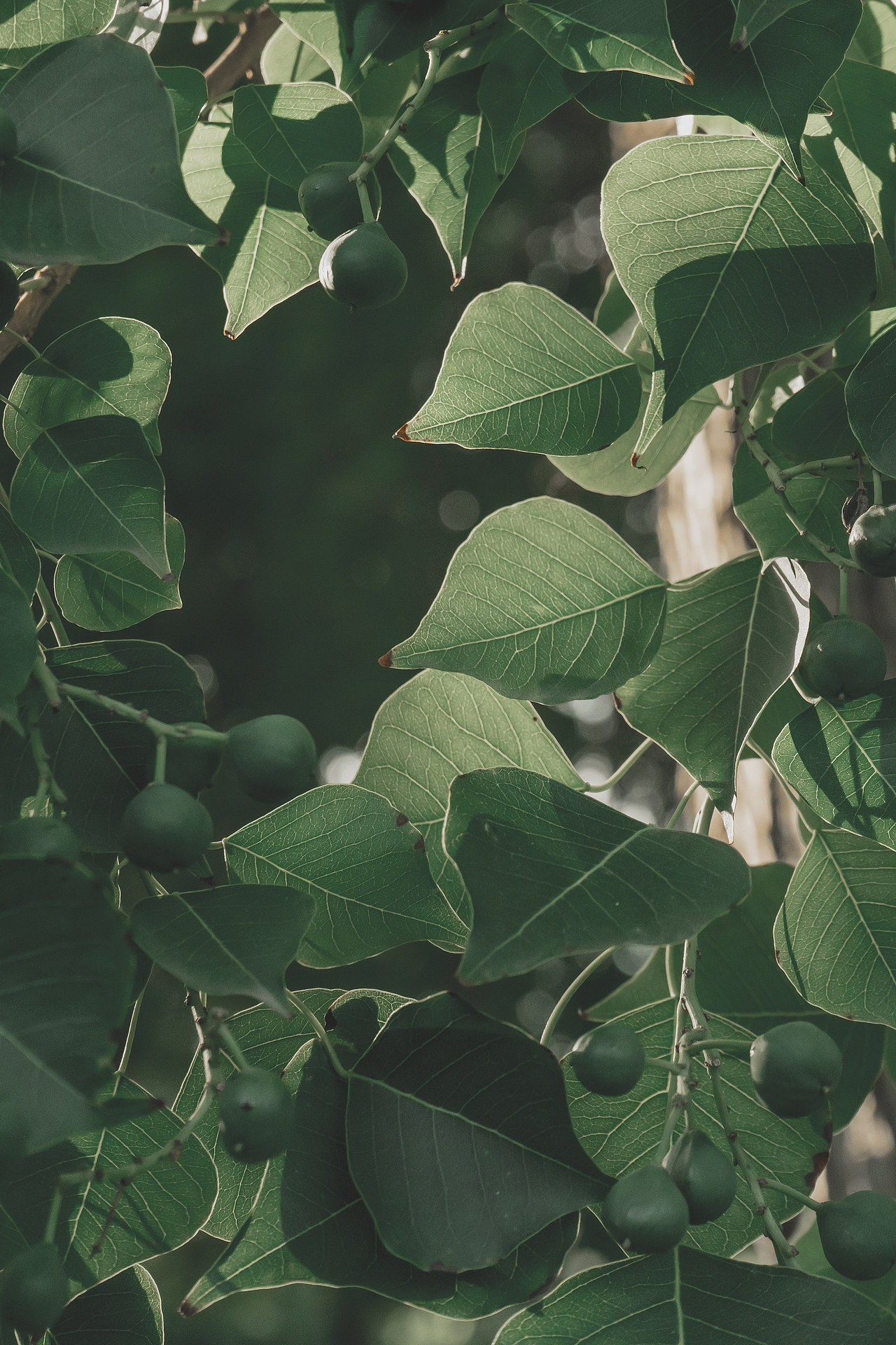 周末（图ZMzEzNDI4ODk2） - 风光摄影 - 站酷设计师非鱼子鹿原创素材 - 站酷ZCOOL