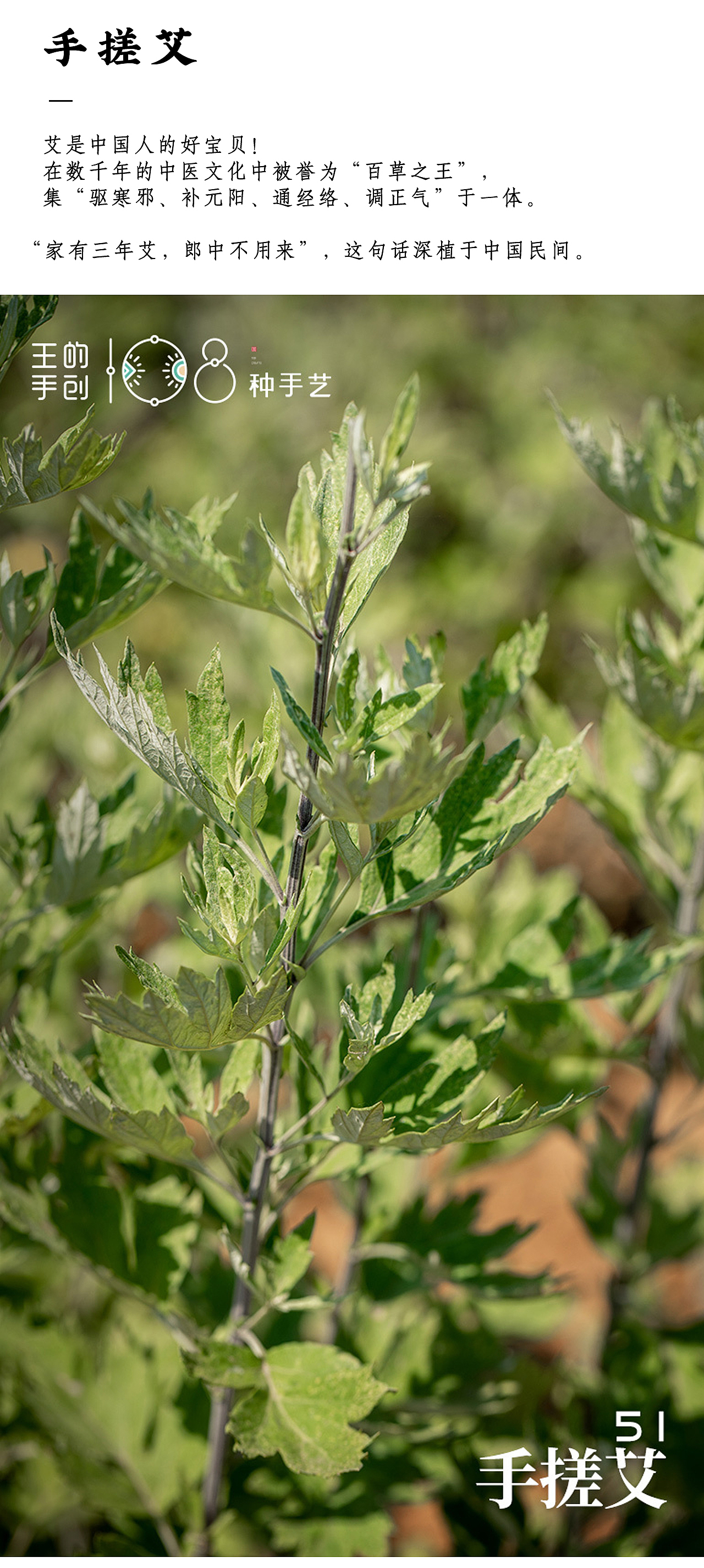 手搓艾“家有三年艾，郎中不用来”（图ZMzQ1NjkwMjU2） - 工艺品设计 - 站酷设计师108种手艺原创素材 - 站酷ZCOOL