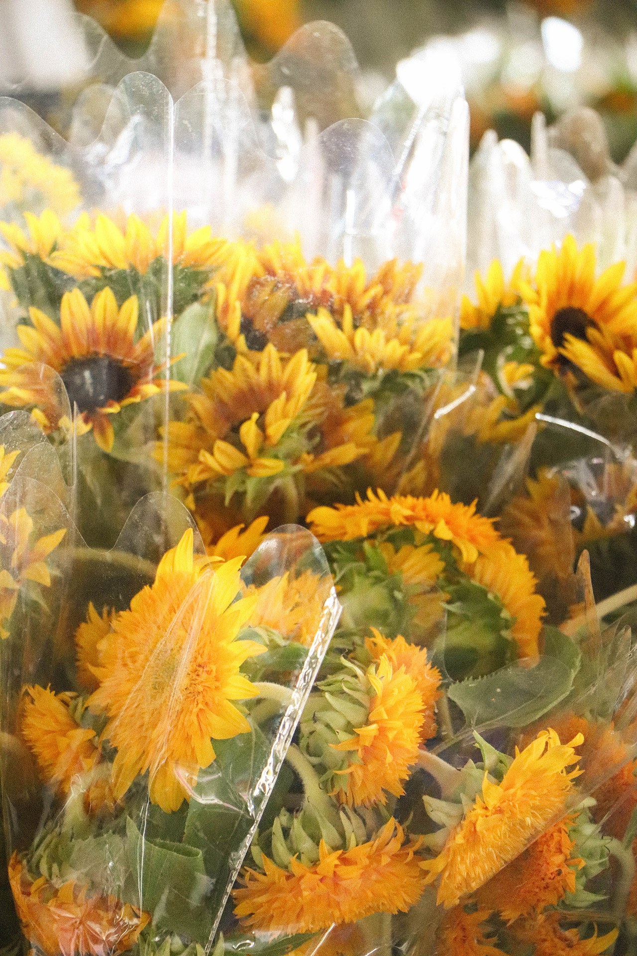 花束秘密（图ZMzM3OTg2MjEy） - 风光摄影 - 站酷设计师林二三_原创素材 - 站酷ZCOOL