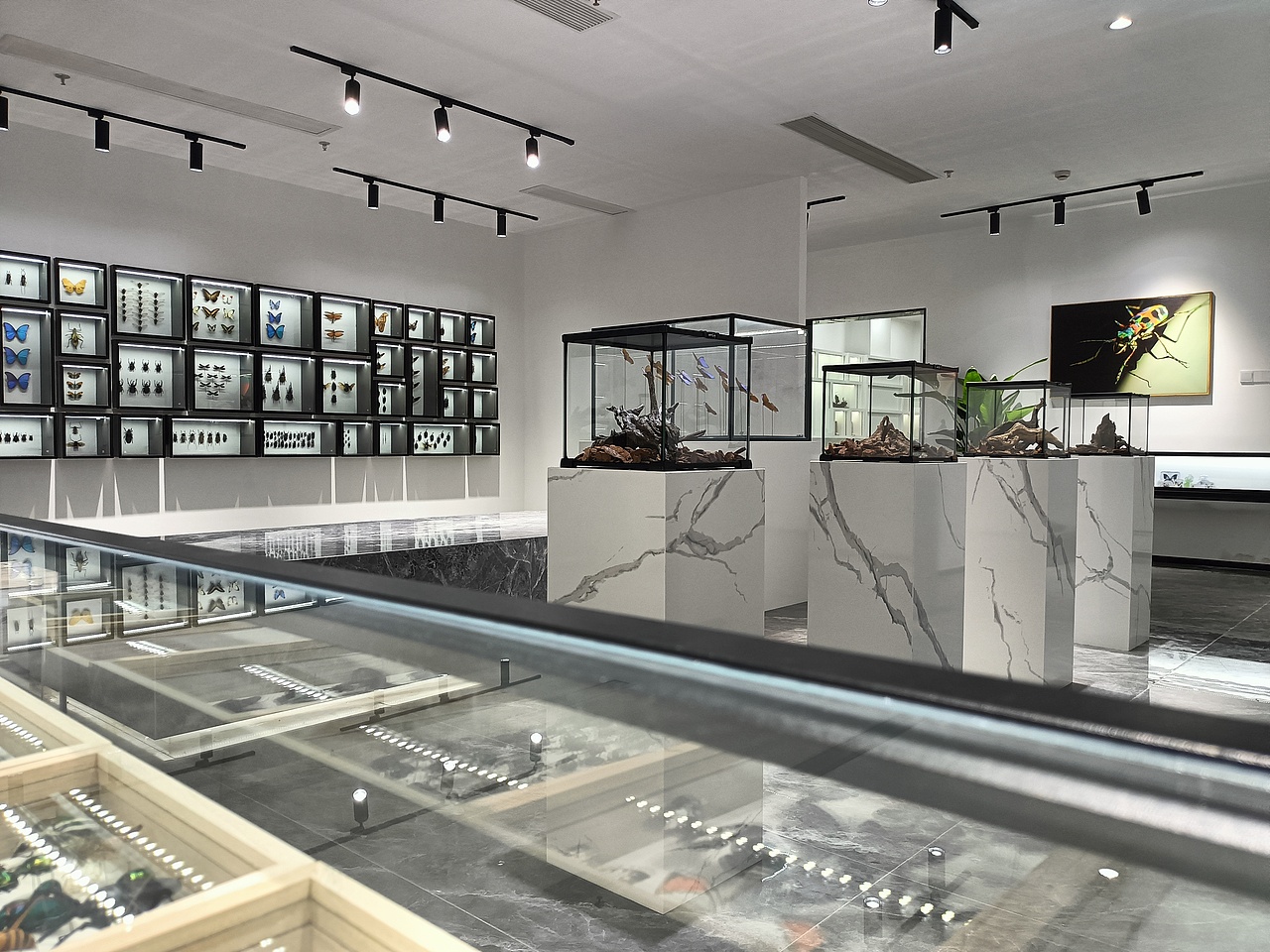 蓝色幻影昆虫空间（图ZMzUxNzAyNTA4） - 展陈设计 - 站酷设计师I虫趣汇I原创素材 - 站酷ZCOOL