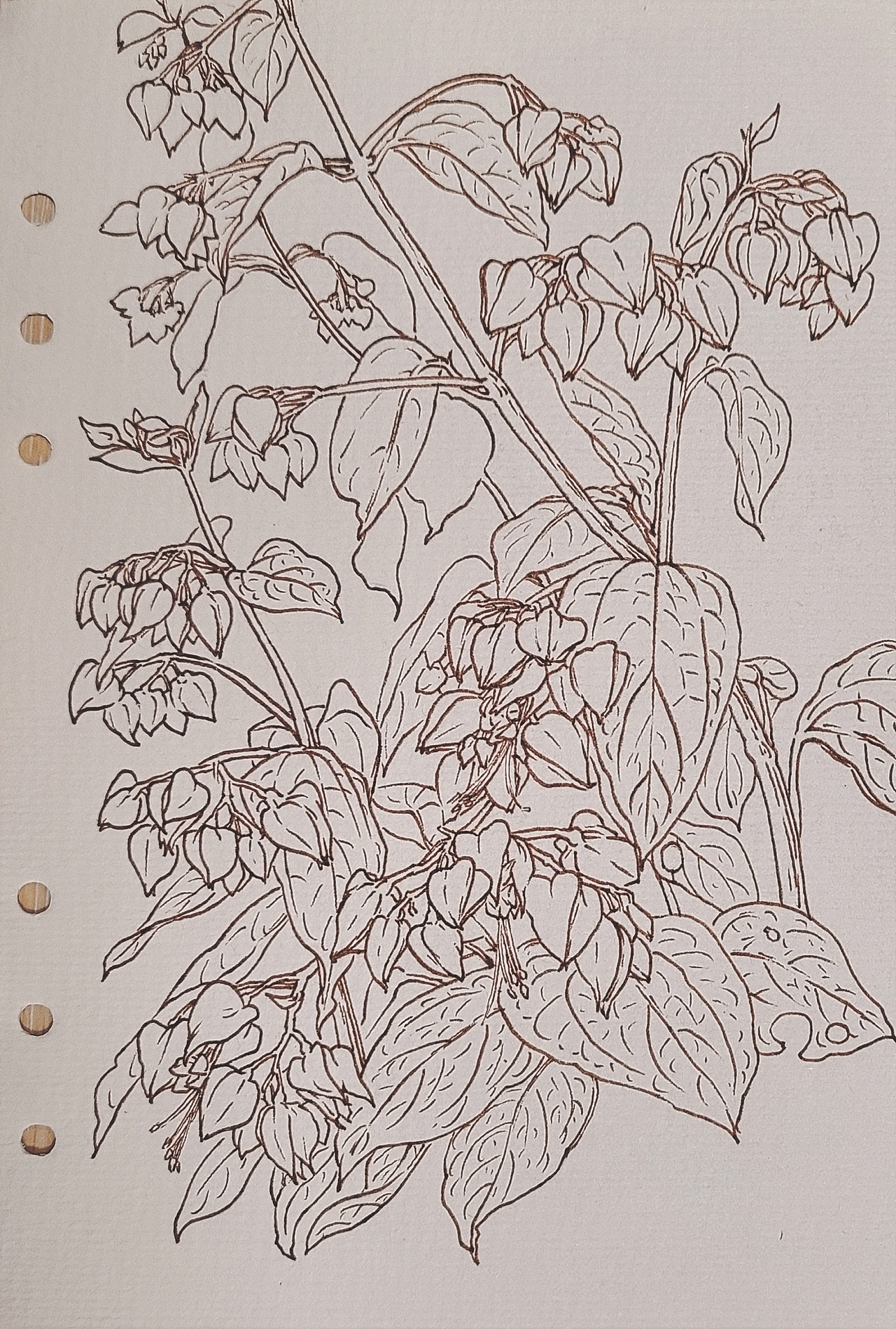 针管笔画（植物）（图ZMzI1MDk1MDky） - 绘画 - 站酷设计师恒峰峰峰原创素材 - 站酷ZCOOL
