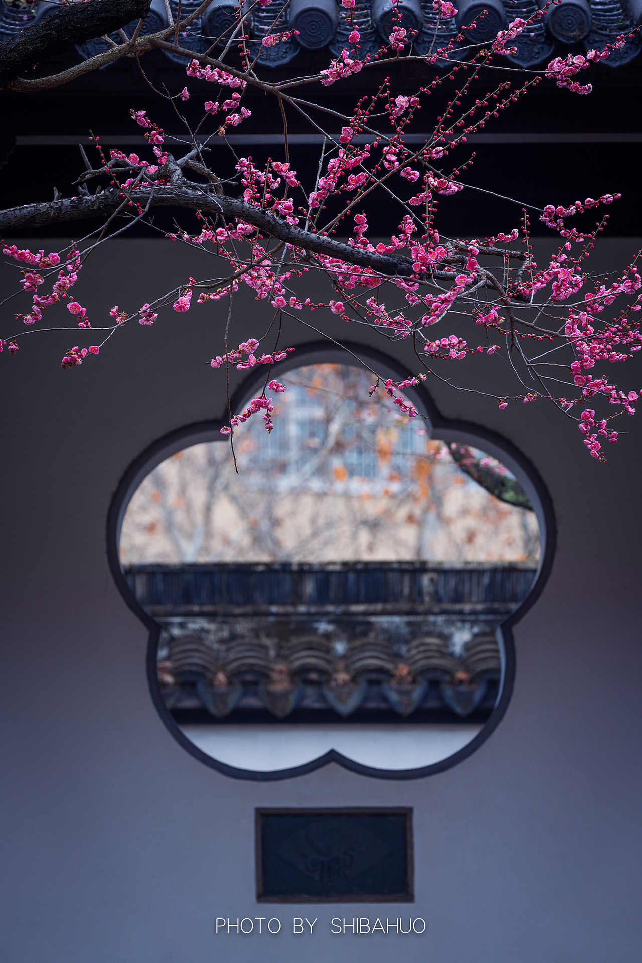 花开梅岗（图ZMzMwNDYzODY4） - 风光摄影 - 站酷设计师十把火原创素材 - 站酷ZCOOL