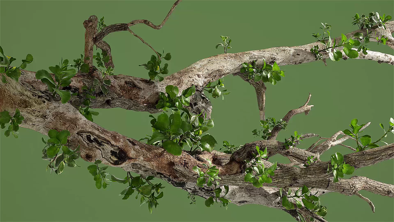 猫王音响动画案例练习