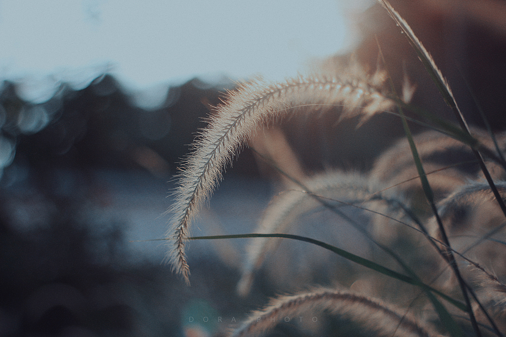 微风的叙事无声的独白（图ZMzI3MDM1NDE2） - 其他摄影 - 站酷设计师朵拉影像原创素材 - 站酷ZCOOL