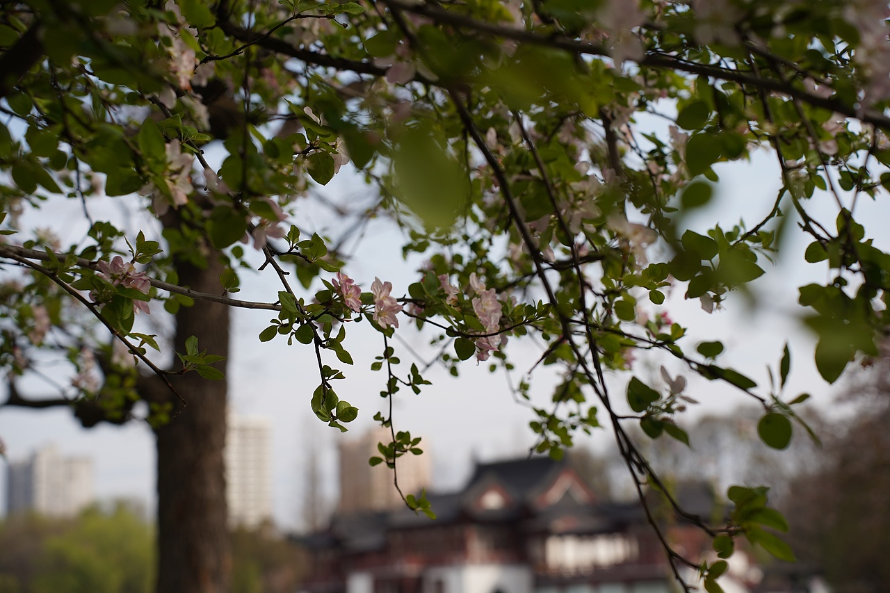 南京莫愁湖公园