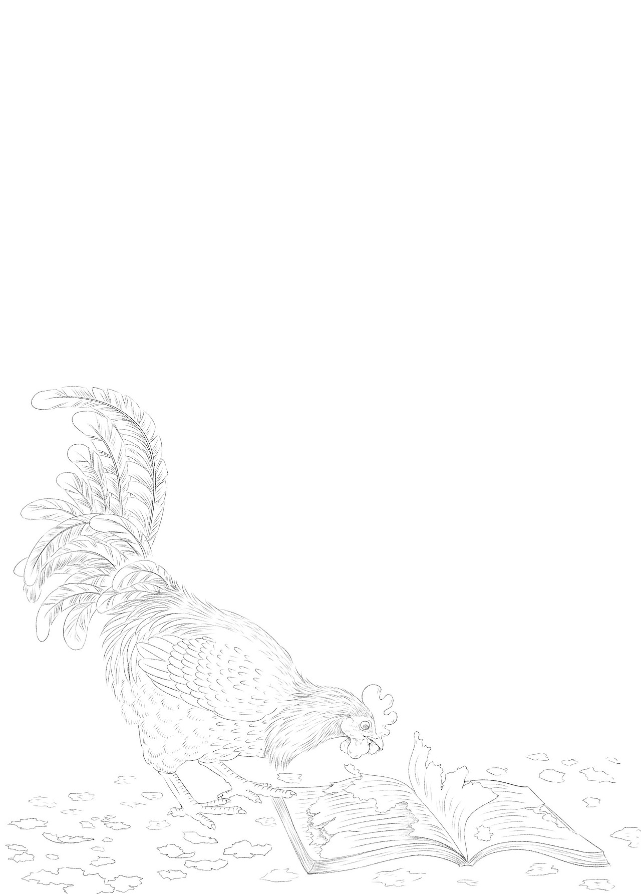 名家故事“彩虹花”桥梁书《失踪的大公鸡》线稿