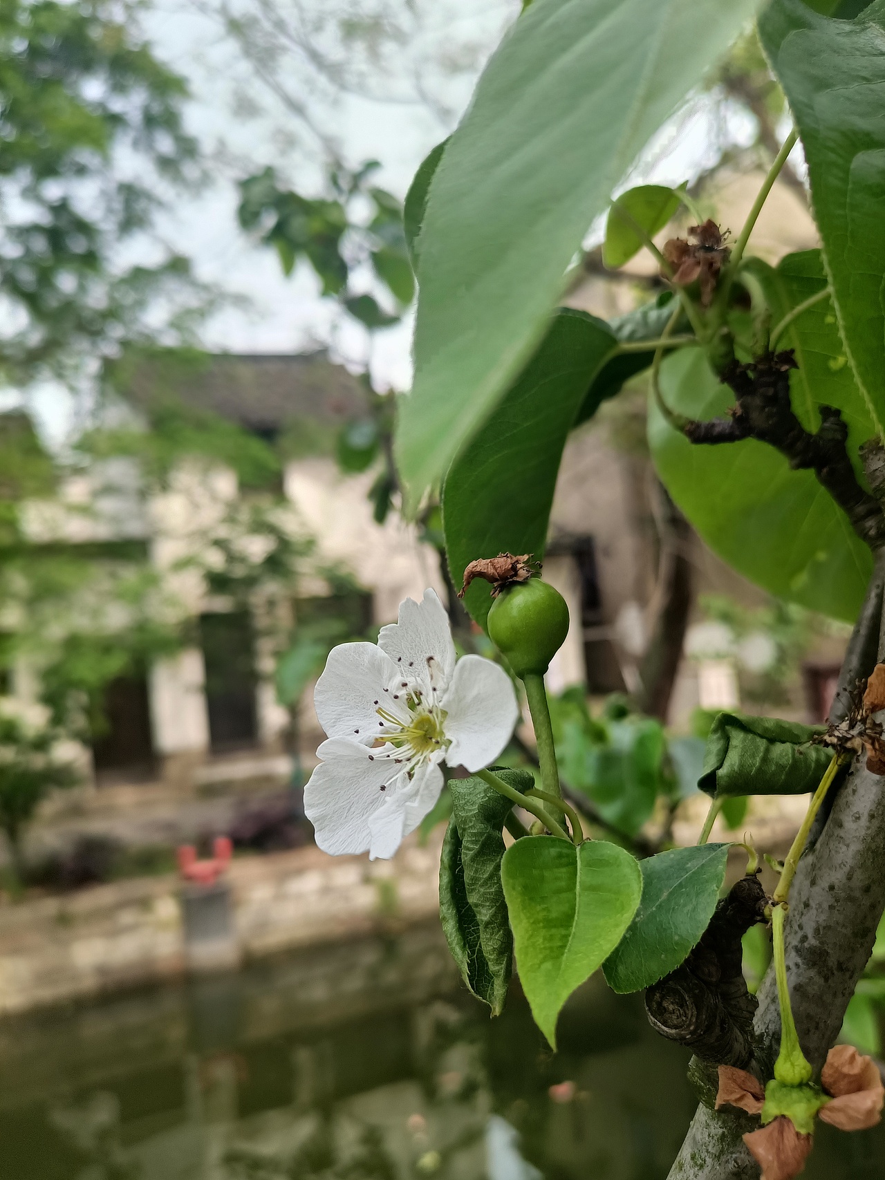 #遇见声动吴江#吴江黎里