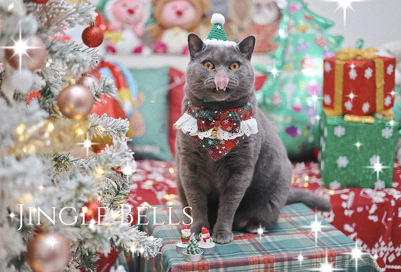 圣诞🎄🐱专题--萌萌小猪咪们（图ZMzU4MzI0MDgw） - 宠物摄影 - 站酷设计师夏夏大西瓜原创素材 - 站酷ZCOOL