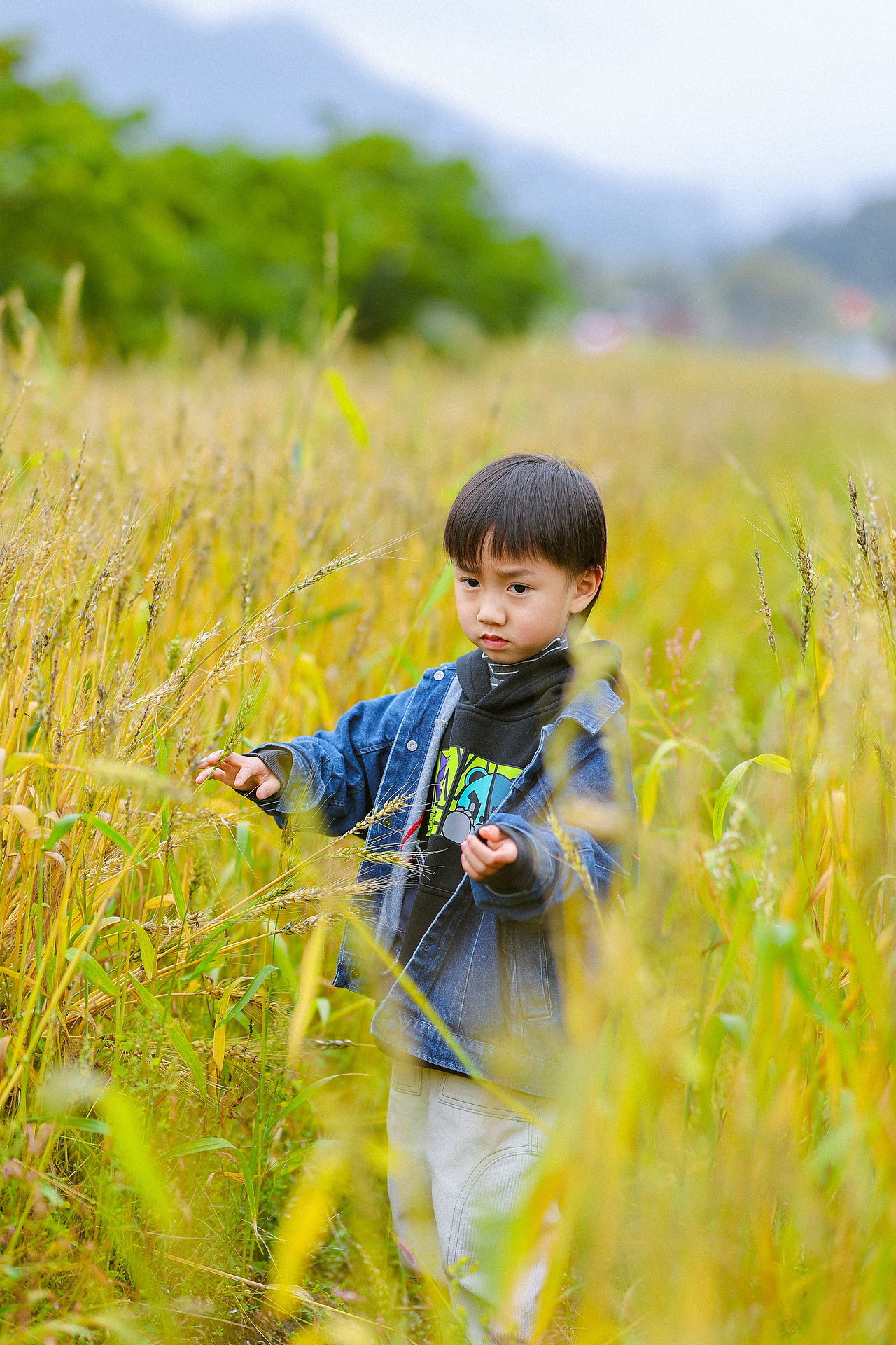 罗洞工匠小镇-金色稻田(上)