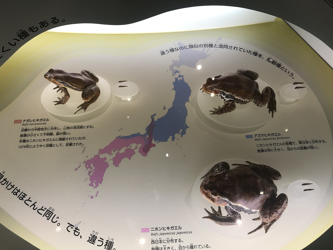 东京国立科学博物馆（图ZMzA5OTUwODE2） - 展陈设计 - 站酷设计师JIANG2015原创素材 - 站酷ZCOOL
