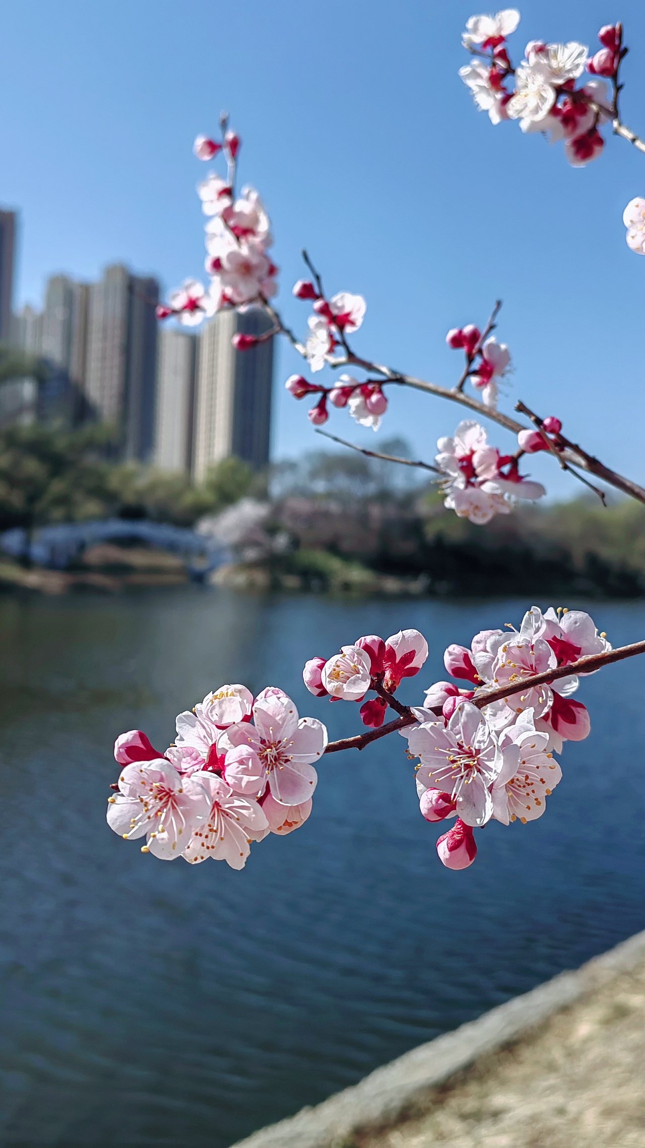 又见春暖花开时（图ZMzM4OTQwMDcy） - 风光摄影 - 站酷设计师风鸣S原创素材 - 站酷ZCOOL