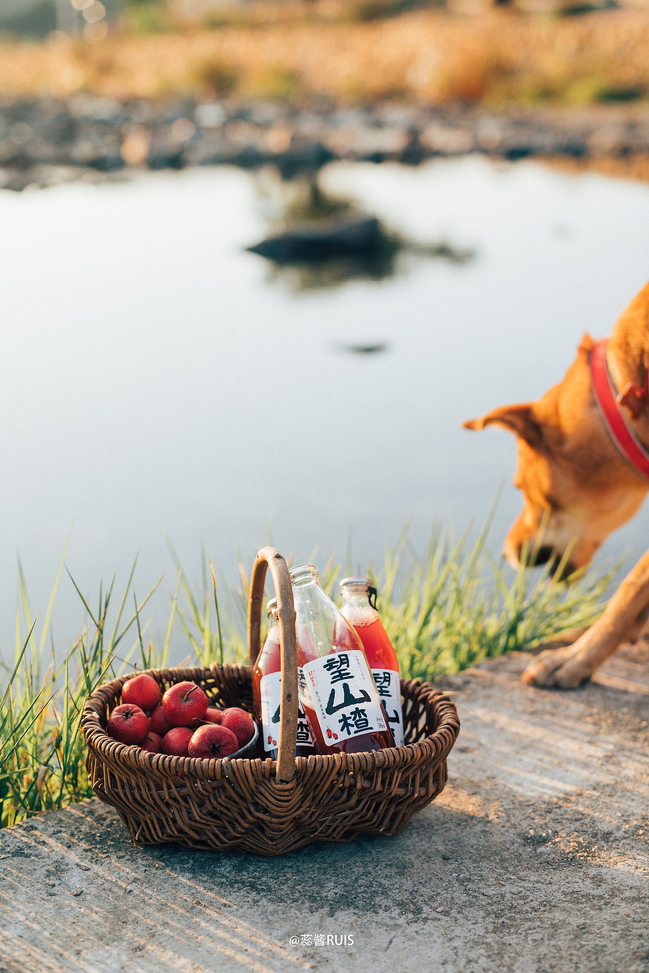 望山望水望山楂🍃