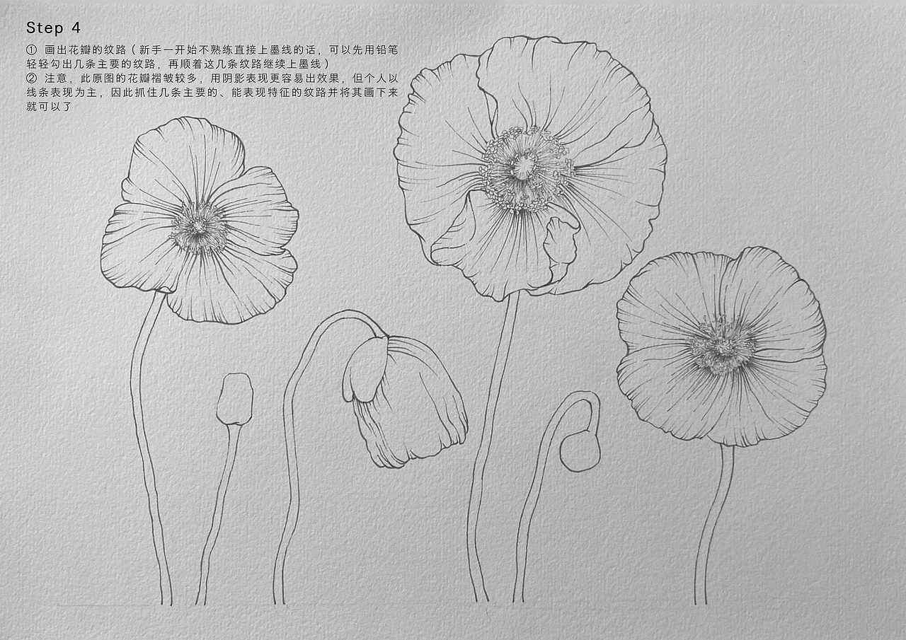 花卉线稿教程分享｜虞美人（图ZMzQ0Mjk1MTcy） - 创作习作 - 站酷设计师不只1Cc原创素材 - 站酷ZCOOL