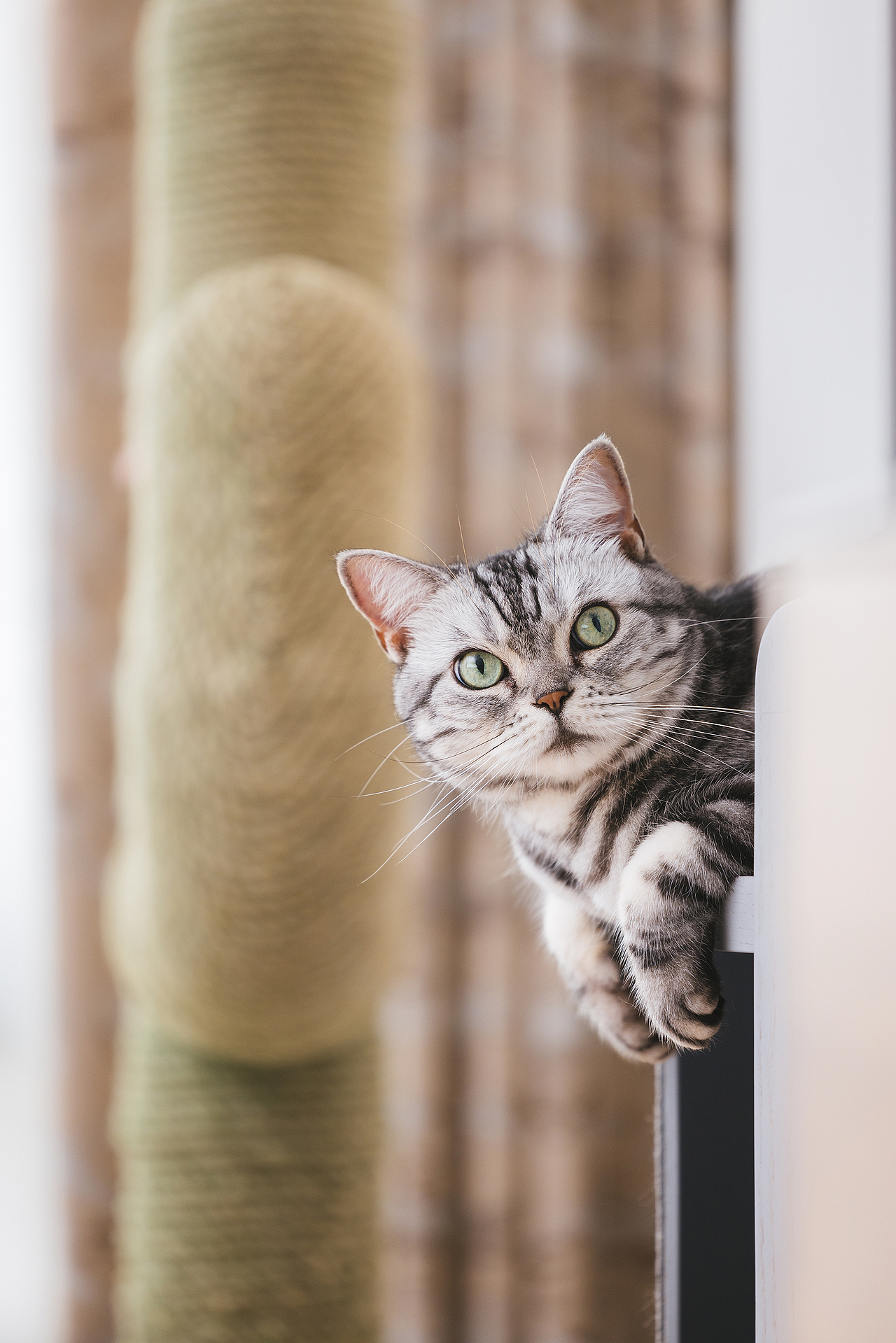 猫的私房 第六季