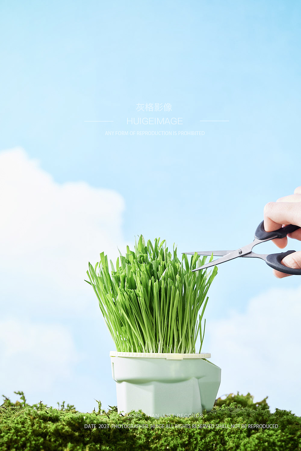 网易天成猫粮猫草拍摄&灰格影像