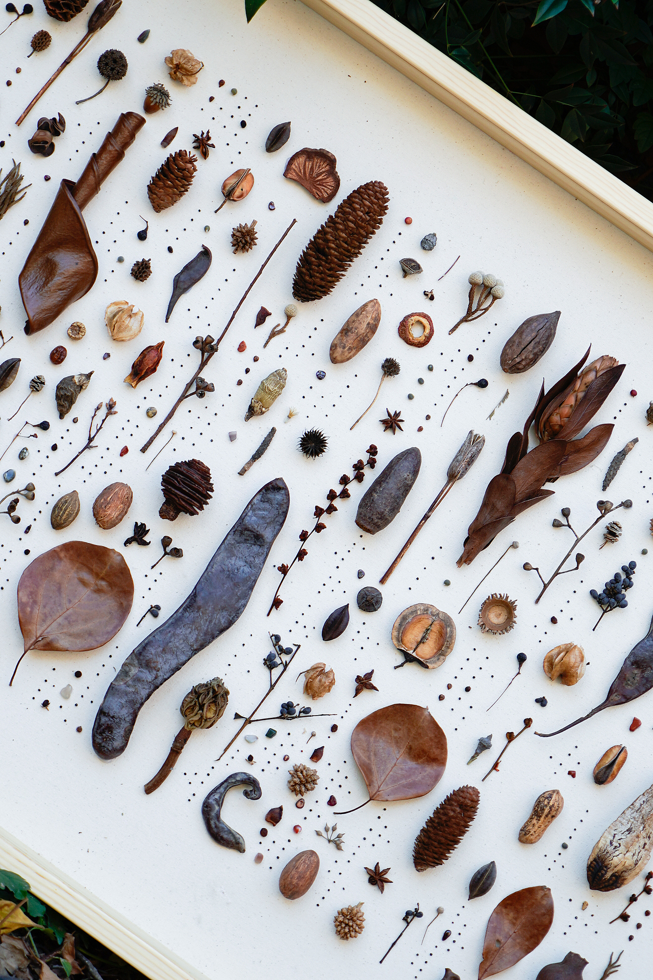 植物美学工作室-安与植