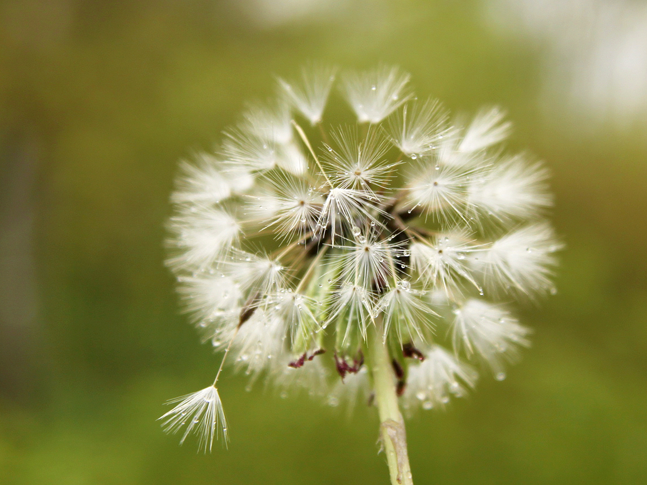 [植物] 蒲公英延续了我的梦想