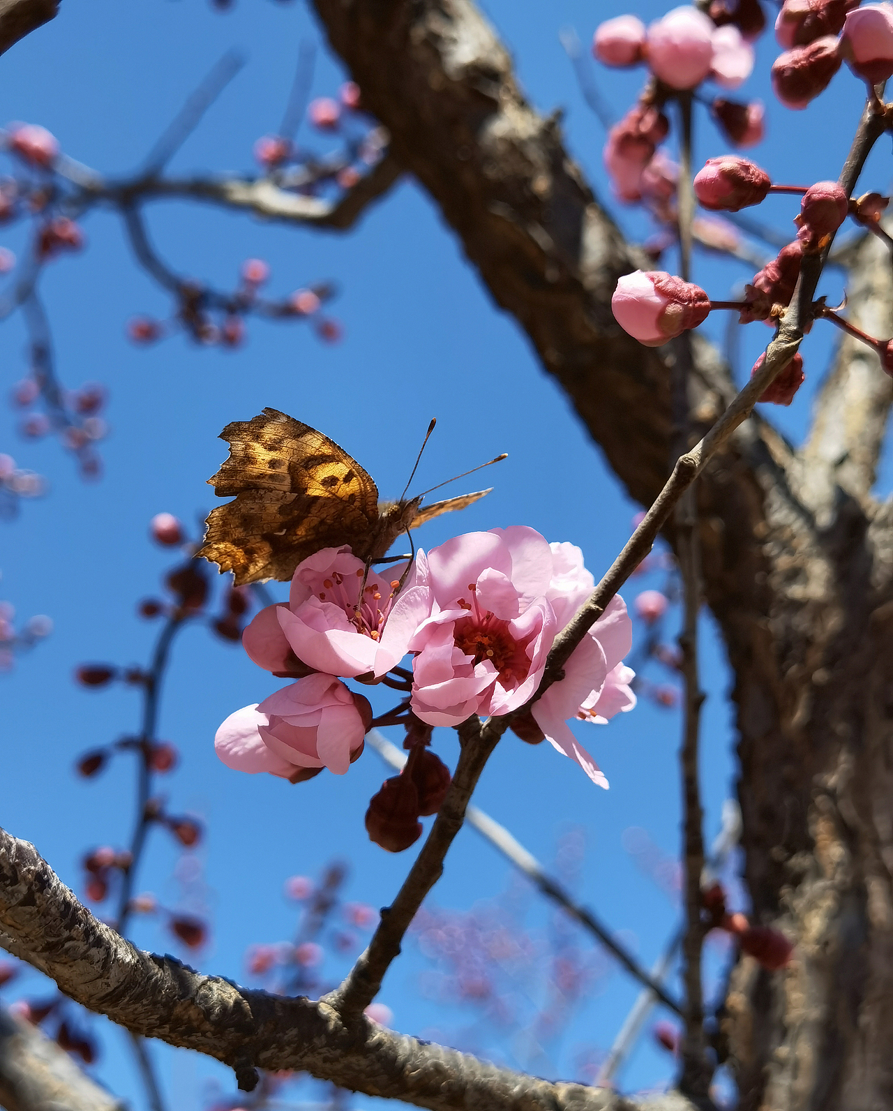 花若盛开,蝴蝶自来