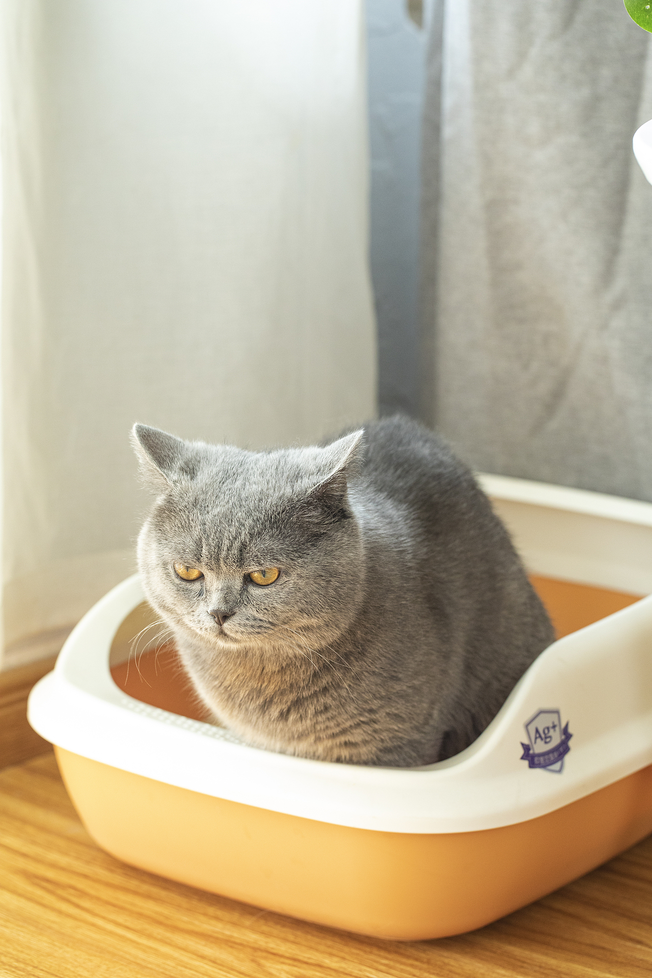 一只蓝猫上厕所的全过程