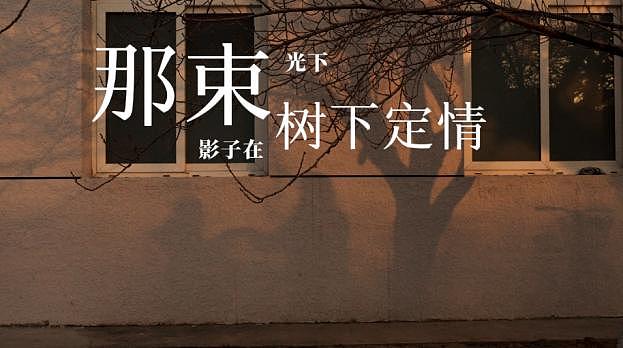 《那束光下,影子在树下定情》