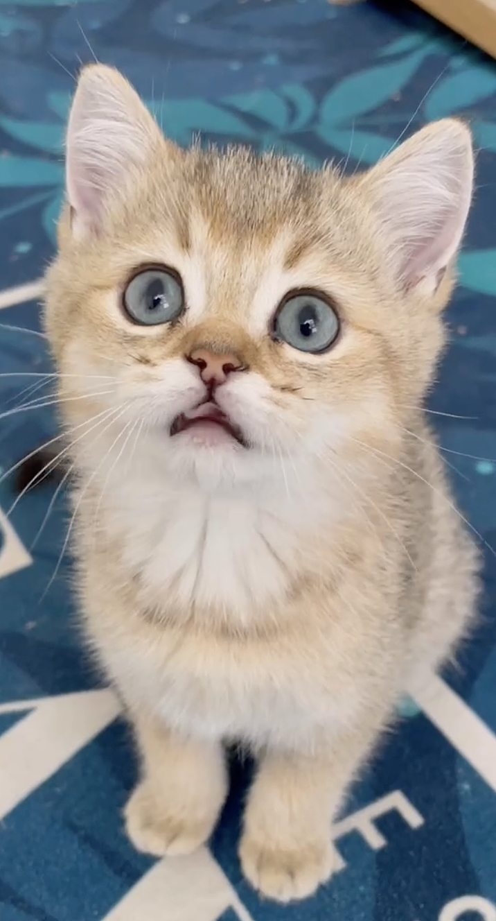 悟空的发福之路